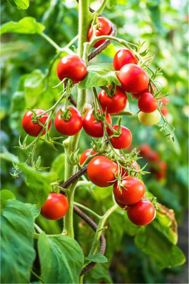 Tomato Tree
